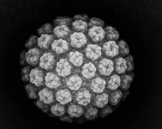 Immagine al microscopio elettronico del Papillomavirus Umano (HPV) — struttura icosaedrica del capside virale